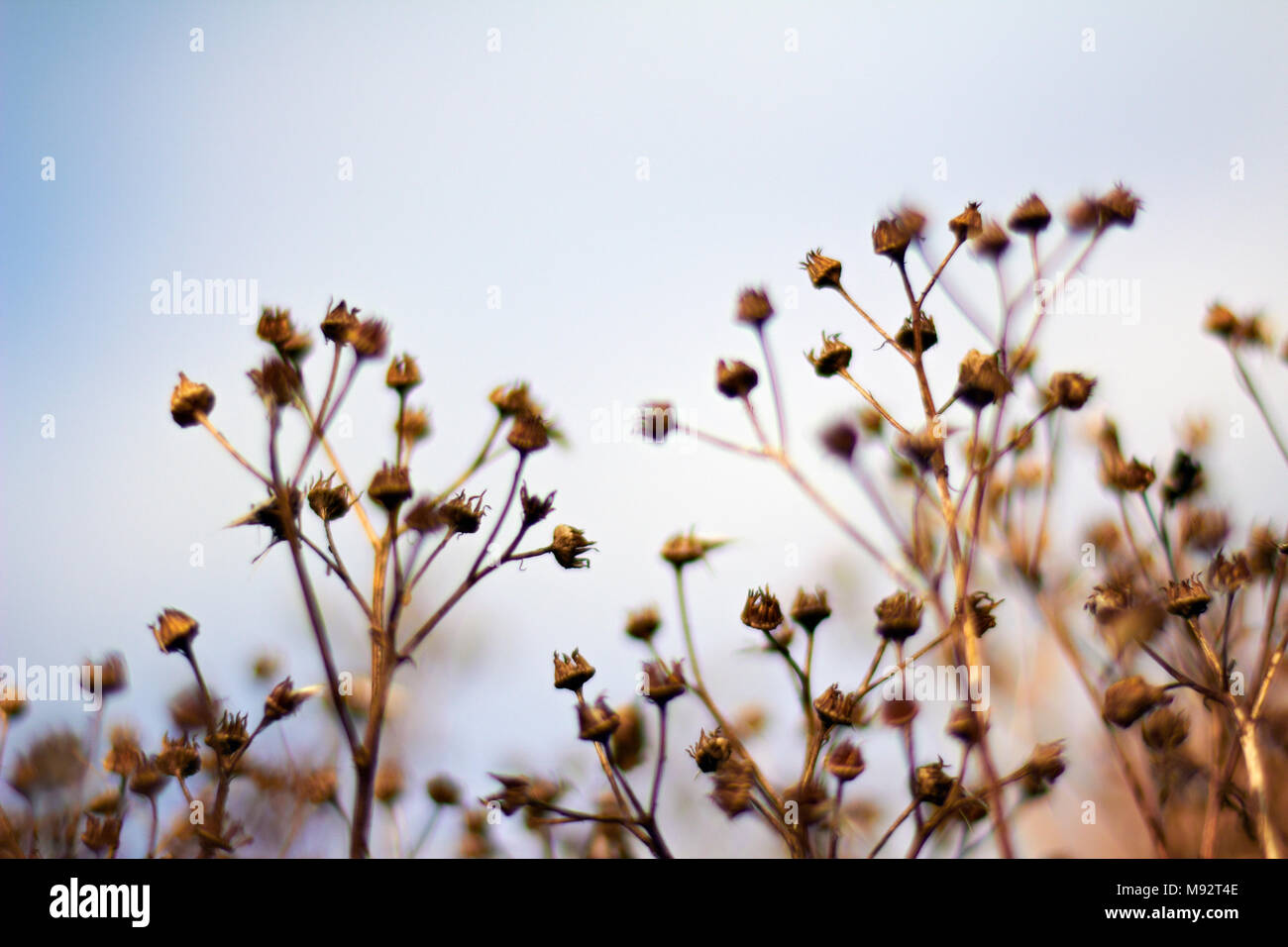 Herbst Pflanzen, Gräser & Seedheads Stockfoto