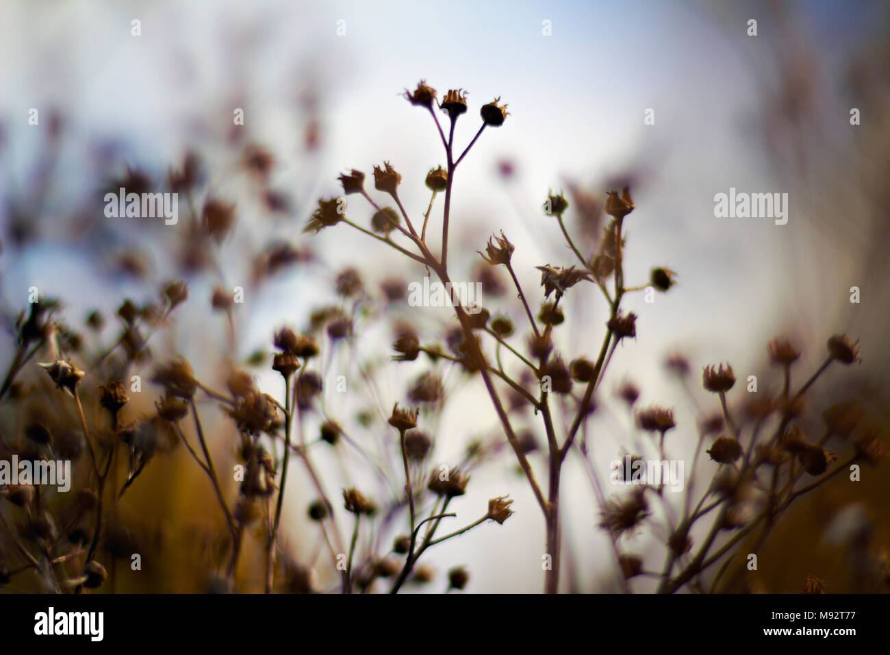 Herbst Pflanzen, Gräser & Seedheads Stockfoto