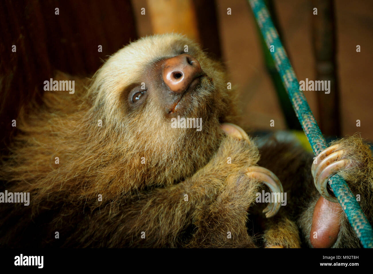 Eine zwei-toed Sloth spielt in einem faultier-freundlichen Spielplatz im Toucan Rescue Ranch, eine Wildlife Rescue Service in San Isidro de Heredia, Costa Rica. Stockfoto