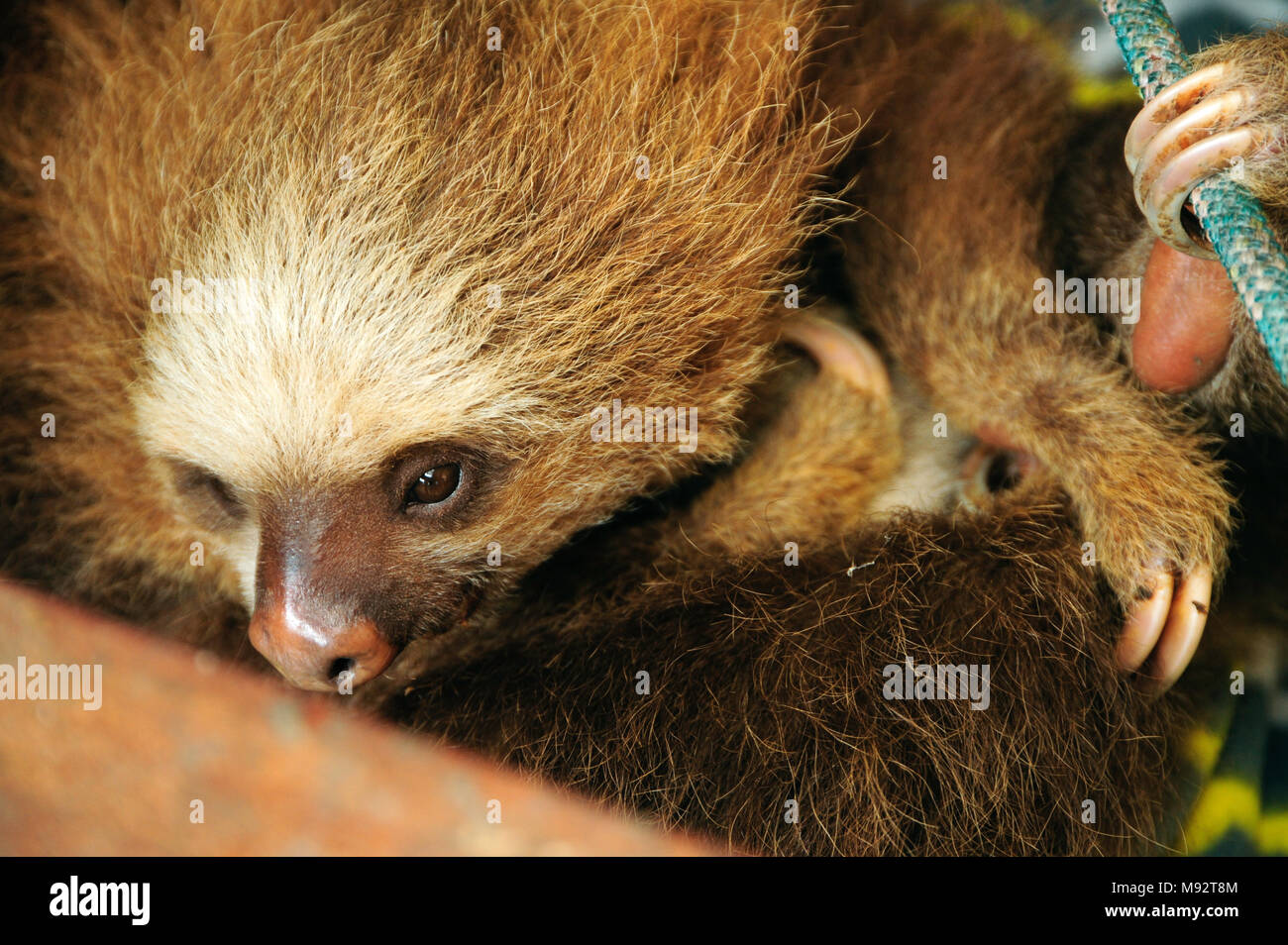 Eine zwei-toed Sloth spielt in einem faultier-freundlichen Spielplatz im Toucan Rescue Ranch, eine Wildlife Rescue Service in San Isidro de Heredia, Costa Rica. Stockfoto
