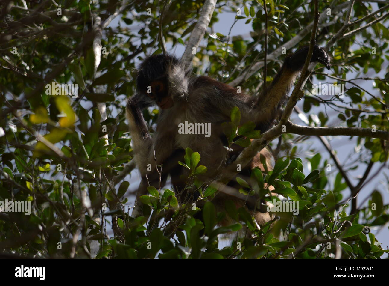 Ein Yucatan spider Monkey in den Ruinen von Cobá, Mexiko Stockfoto