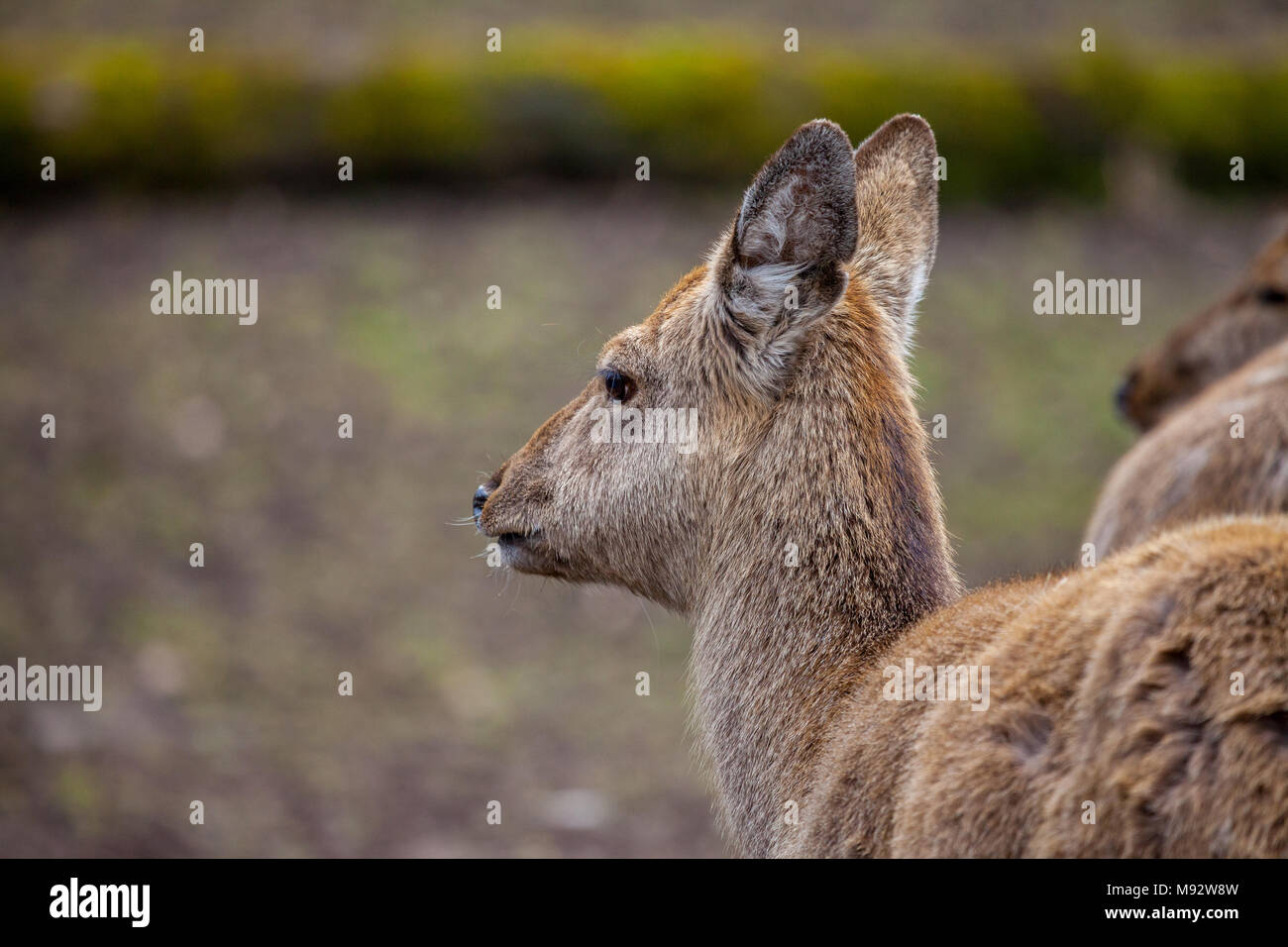 Dybowski Hirsch steht in einem Wildlife Szene Stockfoto