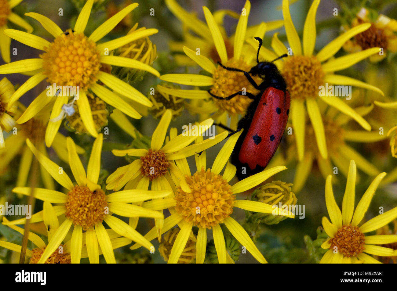 Rote und schwarze Käfer auf einem gelben Extensa vulgaris Stockfoto