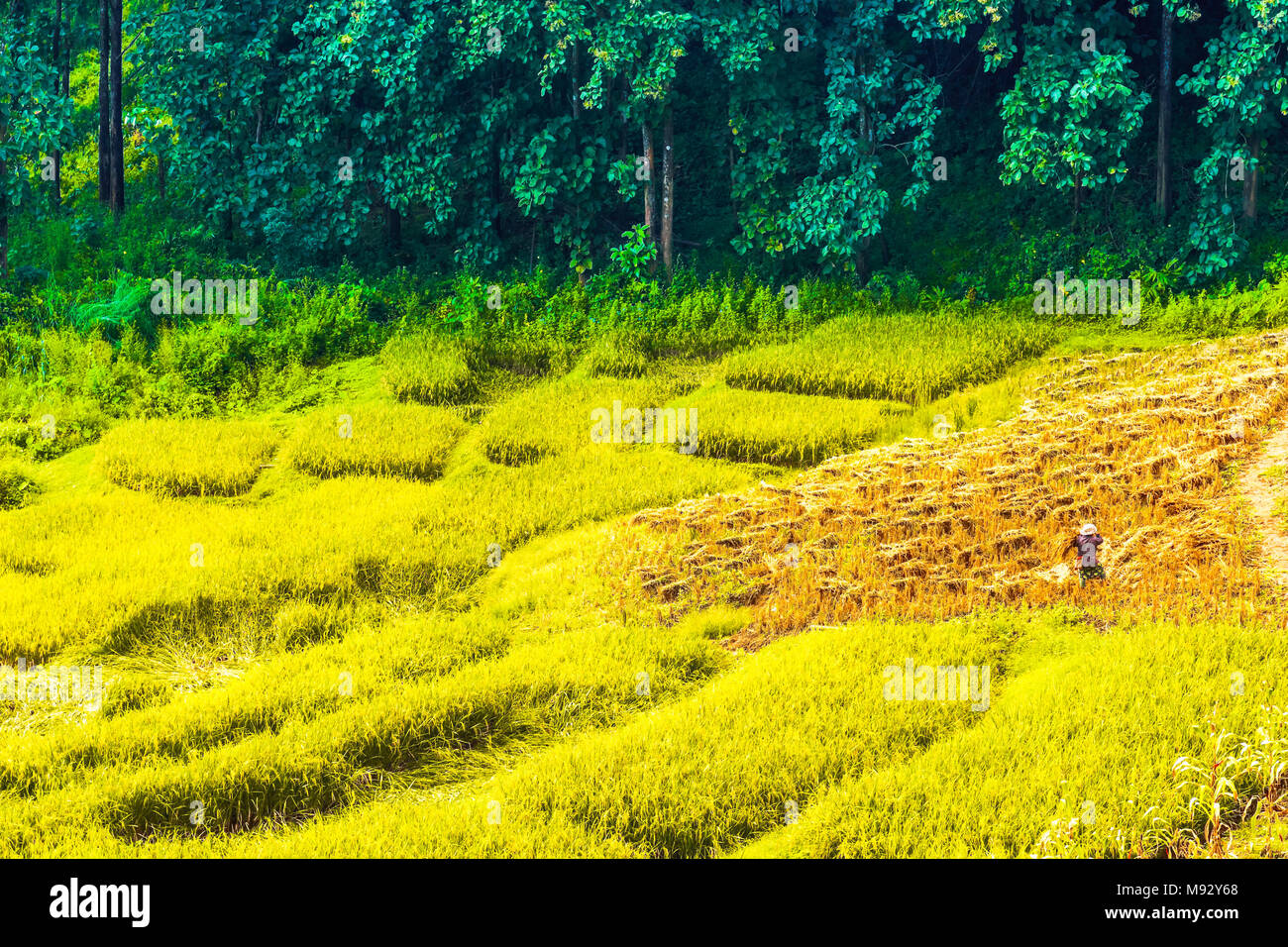 Blick auf ricefield in die Berge um Chiang Rai in Thailand Stockfoto