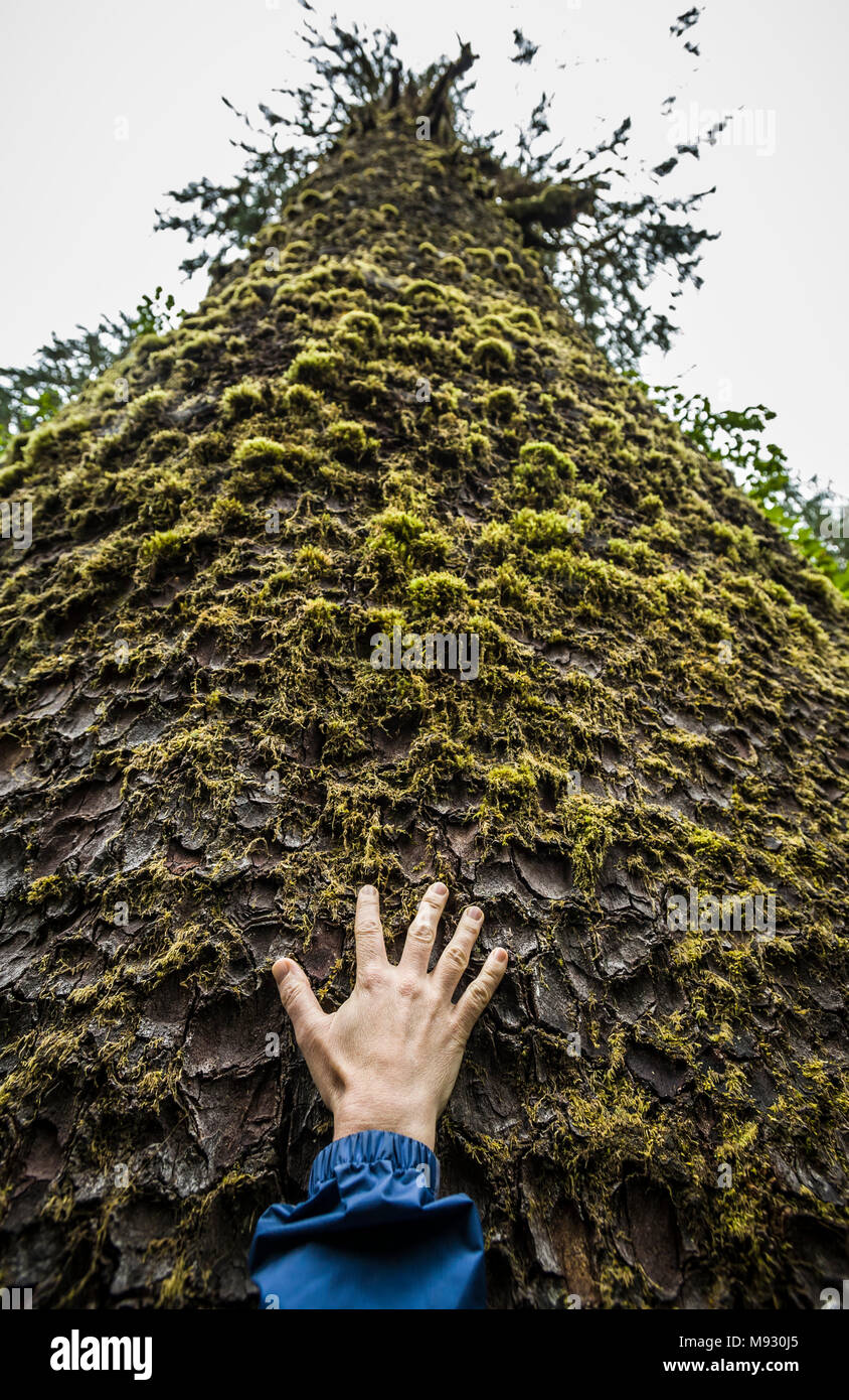 Eine Hand und Arm nach oben erreichen an der Basis eines enormen Sitka Spruce Tree in Der Hoh Fluss Regen Wald, Olympic Peninsula, Washington State, USA. Stockfoto