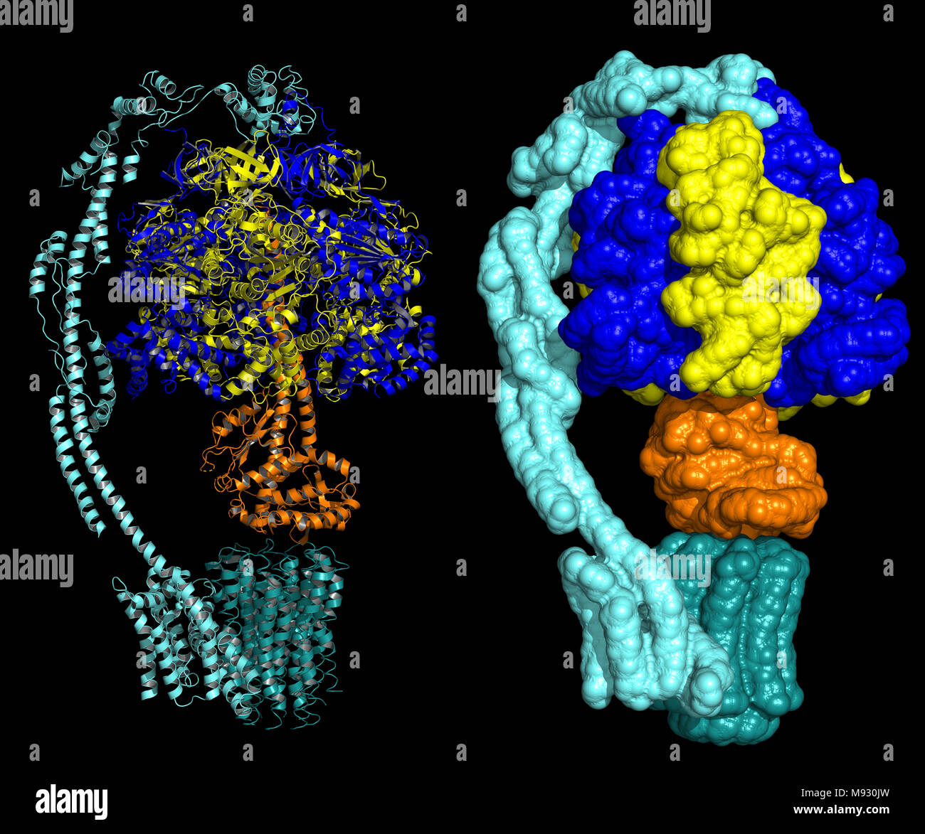 Rinder mitochondrialen ATP-Synthase in Zustand 1 b - biologische Einheit, Darstellung als Cartoon und Oberfläche Stockfoto