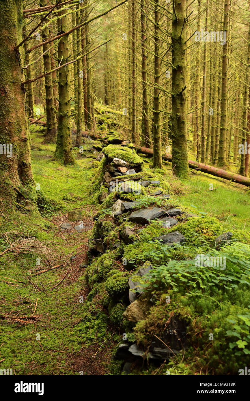 Pinien, Kinlochleven, Schottland Stockfoto