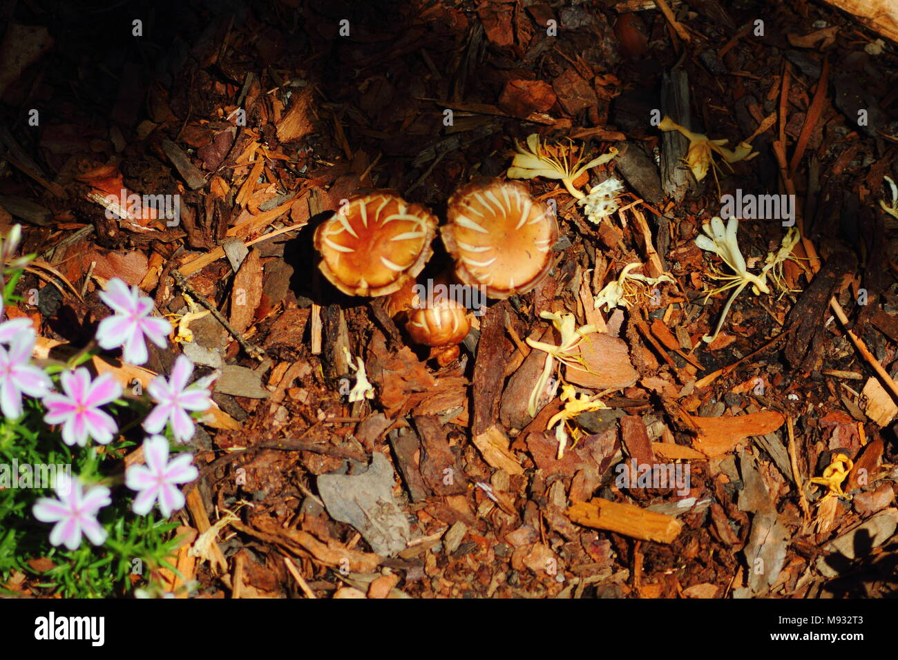 Kleines Wachstum von Pilzen in eine Laubdecke überdachten Garten Stockfoto