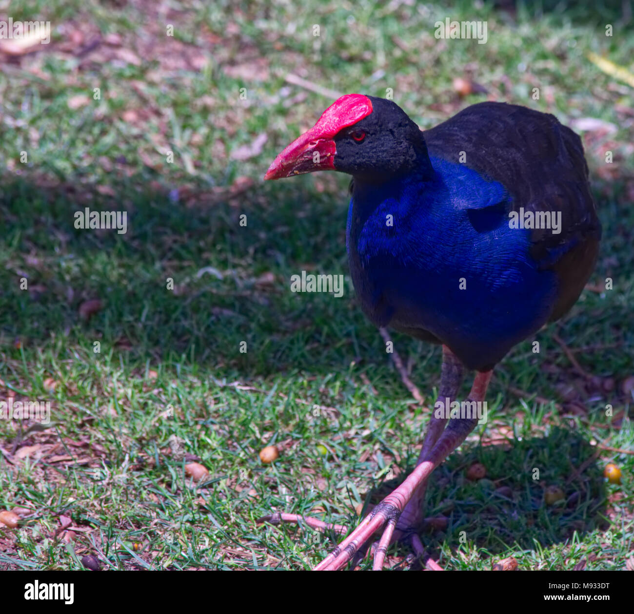 Pukeko im Park Stockfoto