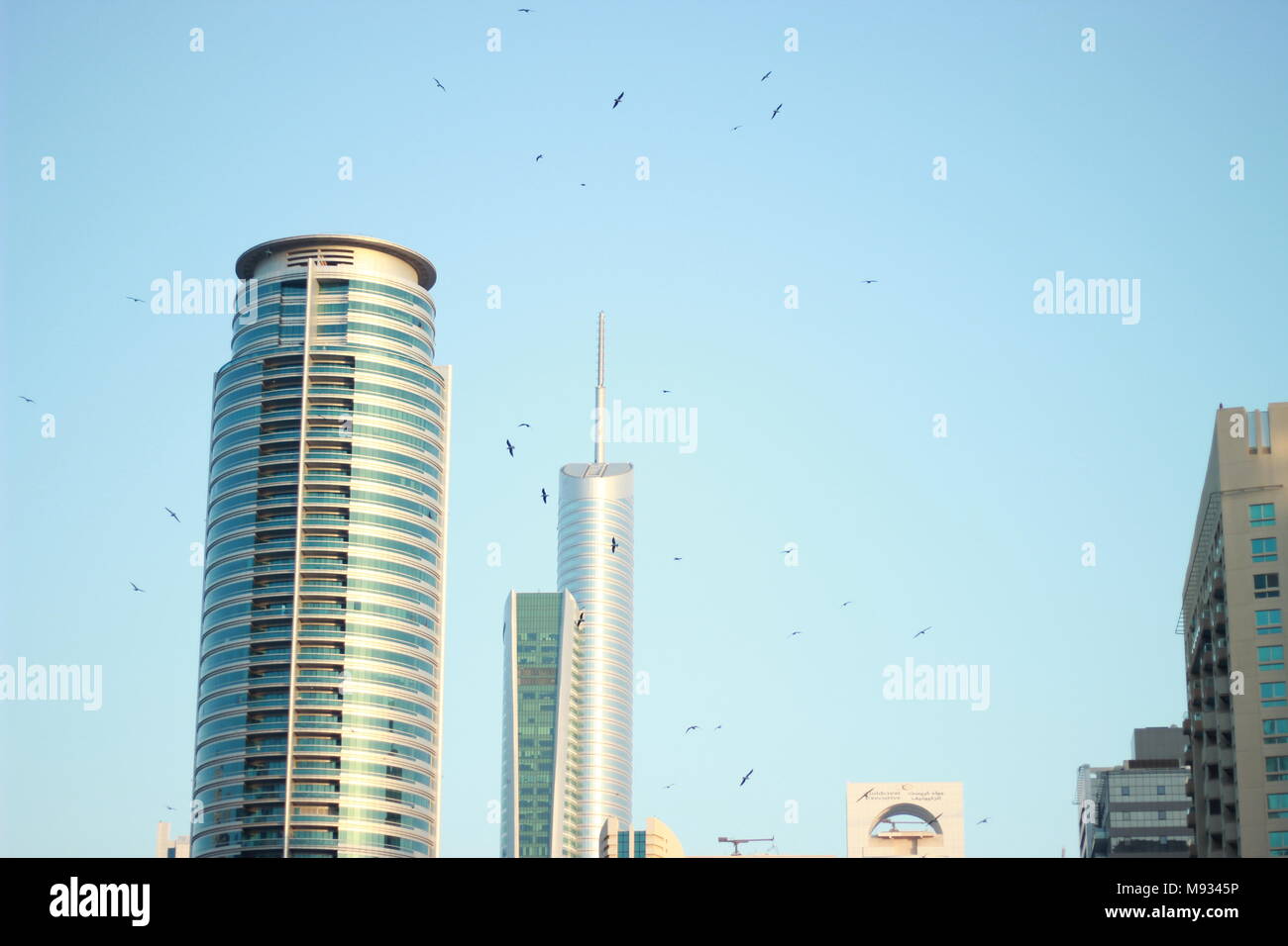 Schwarm Vögel im Flug bei Sonnenuntergang in Dubai Marina Stockfoto