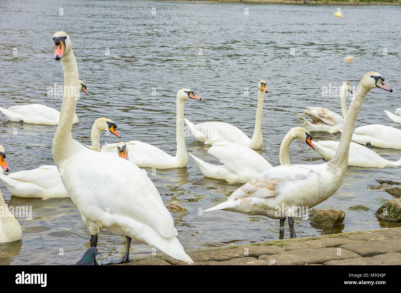 Höckerschwäne werden an den Ufern der Elbe in Dresden-Blasewitz, Sachsen, Deutschland eingespeist. Stockfoto