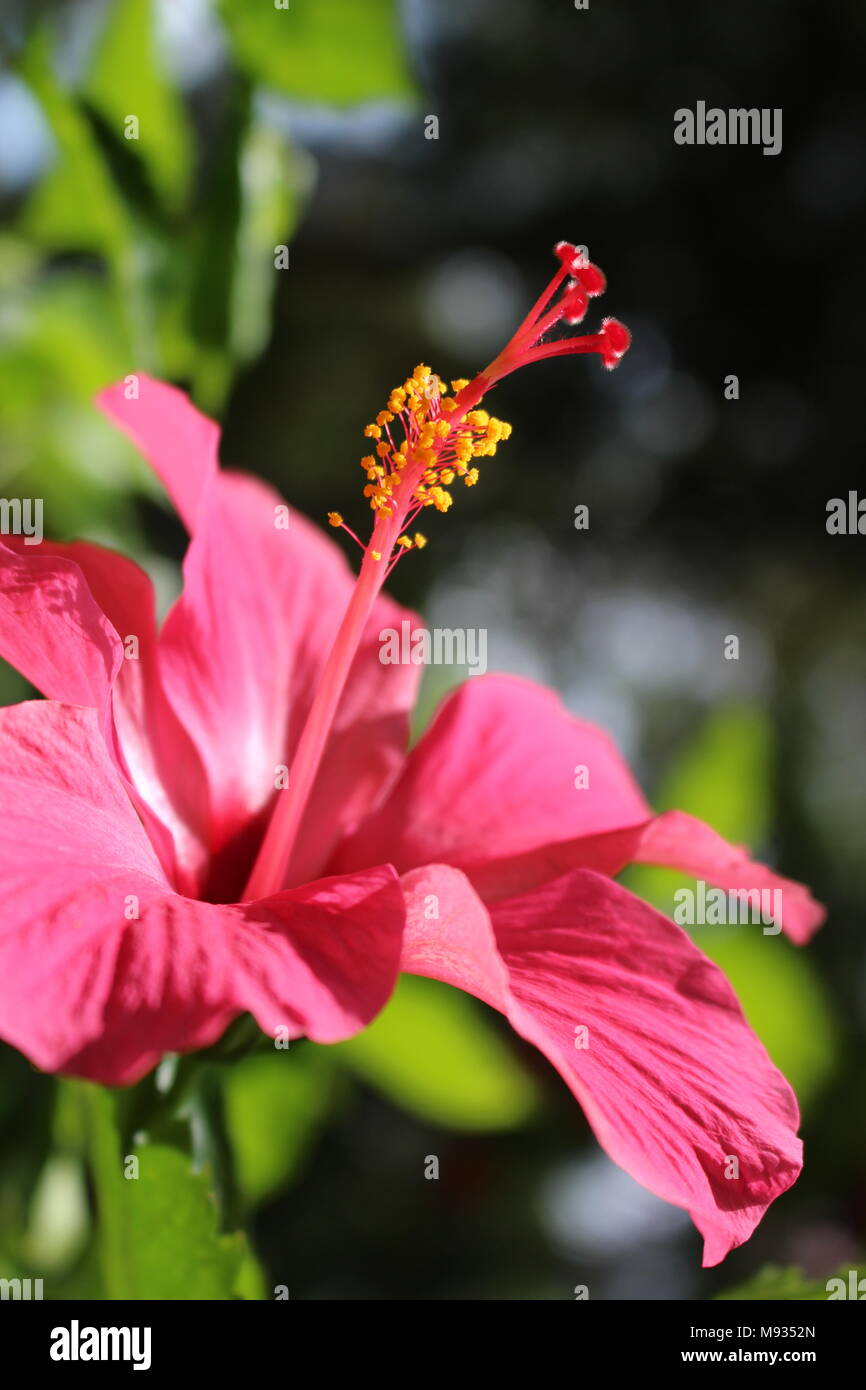 Hibiscus Rosa-sinensis Stockfoto