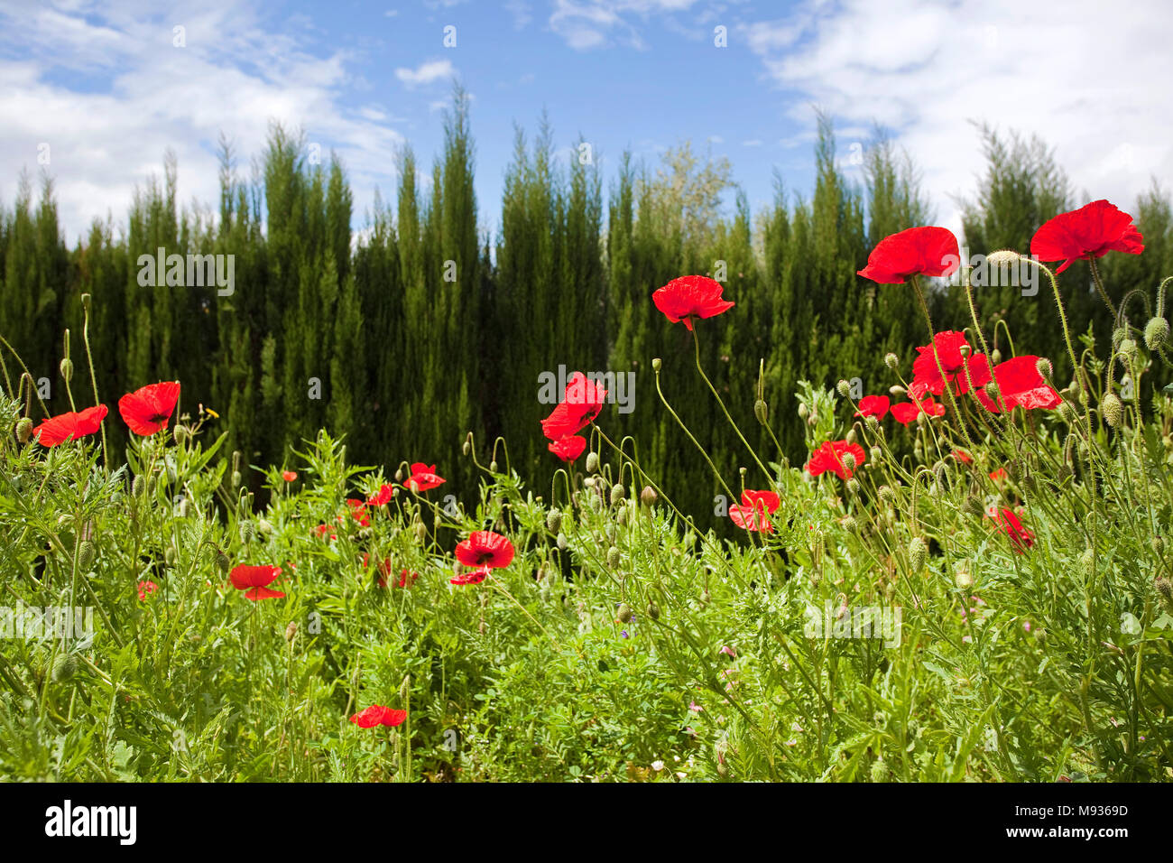 Mais Mohn (Papaver rhoeas) in der Villa Ephrussi de Rothschild, Kap Ferrat, Süd Frankreich, Var, Cote d'Azur, Frankreich, Europa Stockfoto