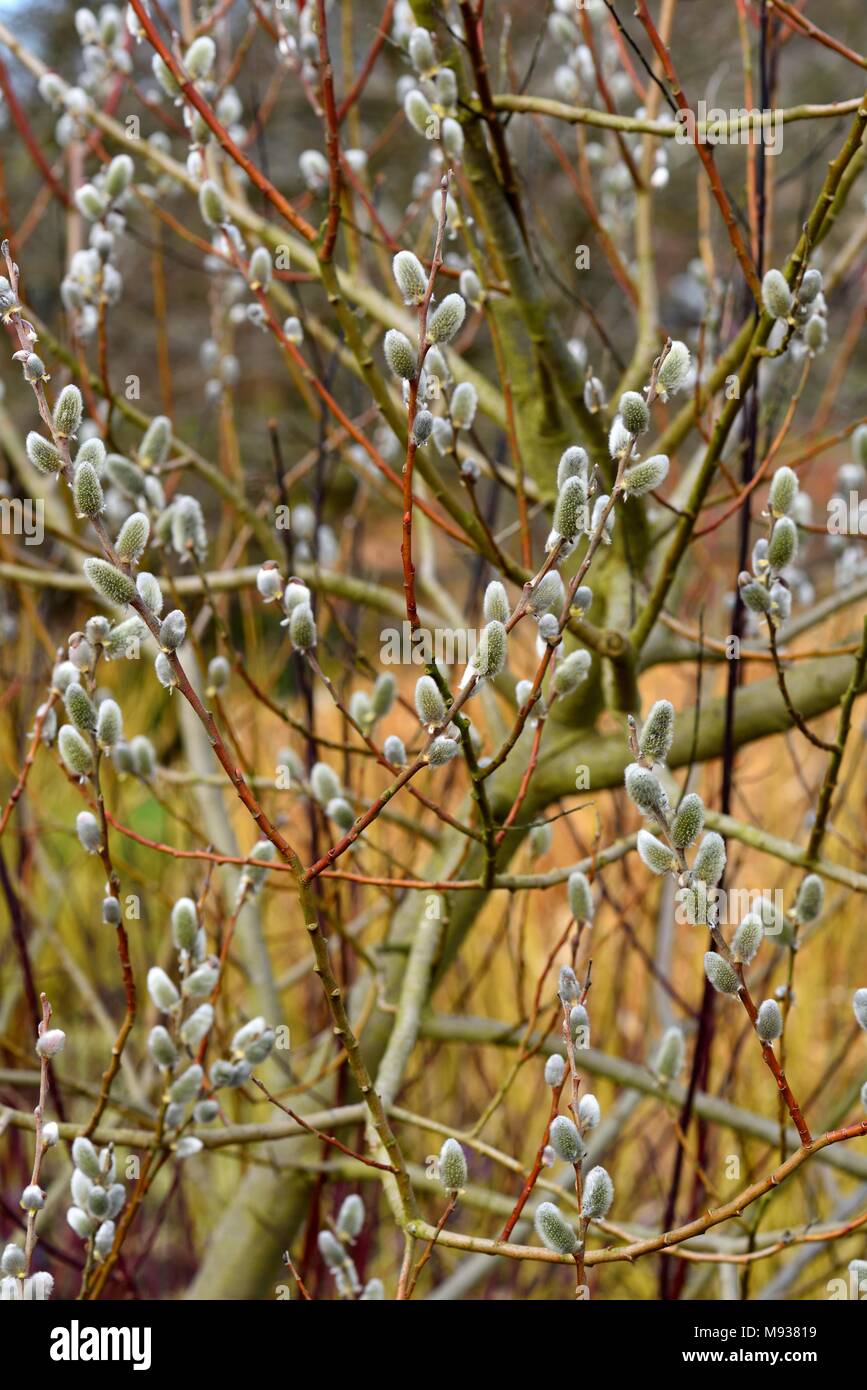 Salix Den Haag mit palmkätzchen im Frühjahr Stockfoto