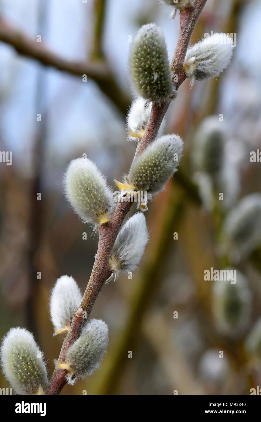 Salix Den Haag mit palmkätzchen im Frühjahr Stockfoto