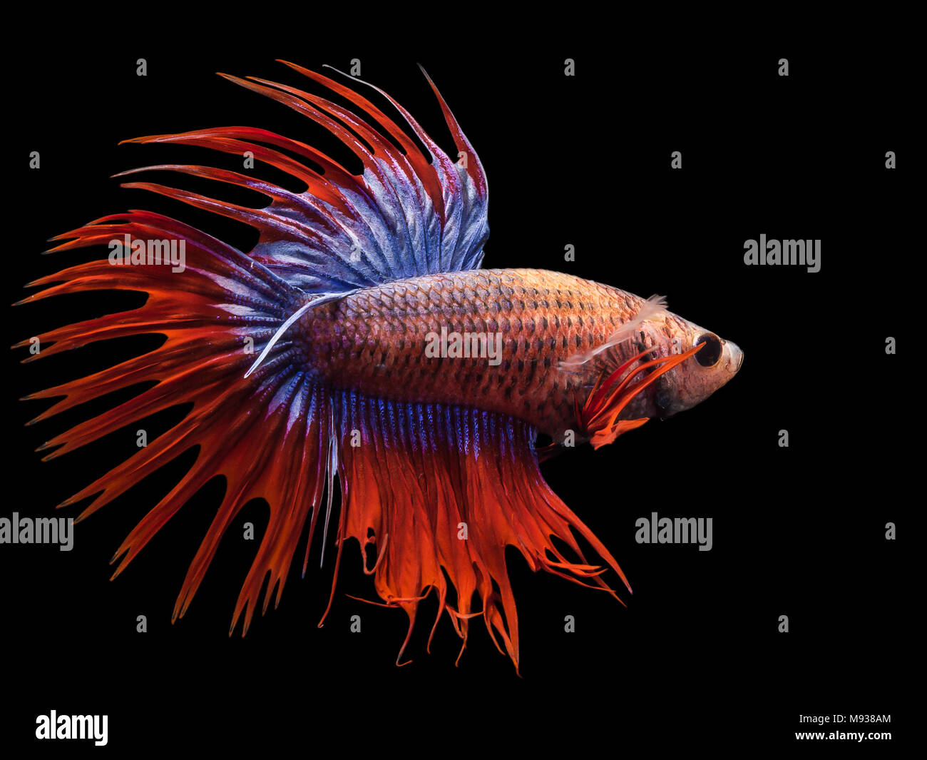 Siamese Fighting Fish Blaue Und Rote Krone Schwanz Ctpk Betta Splendens Auf Schwarzen Hintergrund Mit Freistellungspfad Isoliert Stockfotografie Alamy