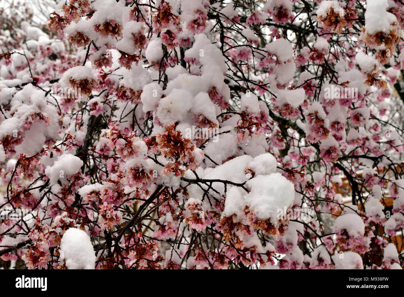 Schnee während Spring Break! Stockfoto