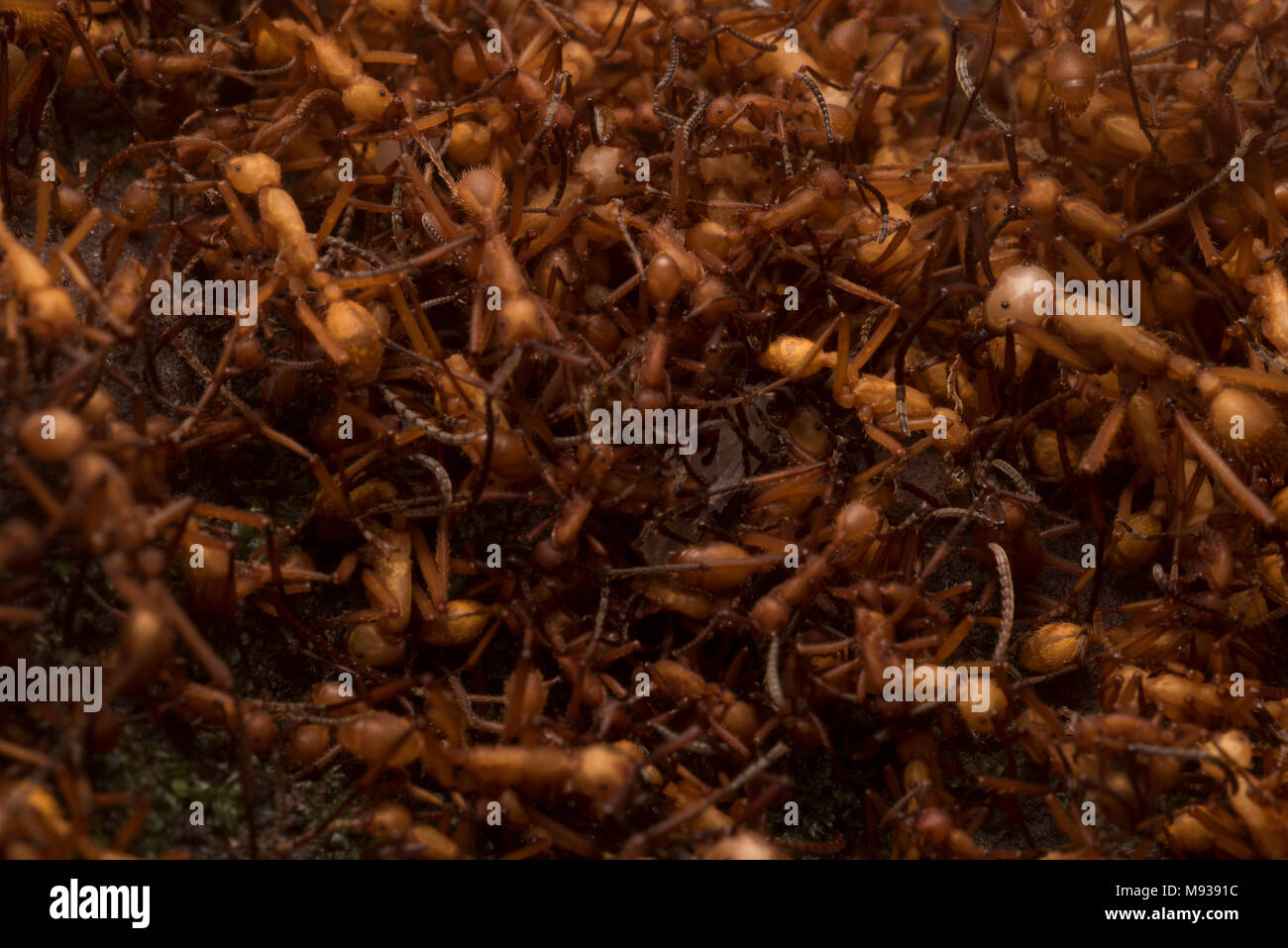 Eine wimmelnde Horde von wanderameisen (Eciton hamatum) ihre Onw Körper zu konstruieren ihre mobilen Nest ein biwak genannt. Stockfoto