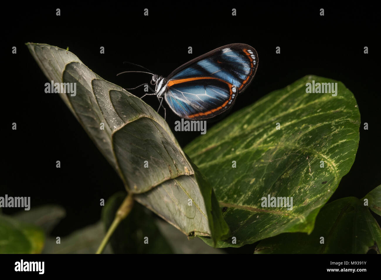 Ein Heliconius Schmetterling aus Peru, diese Arten in einflussreichen mimikry Studien verwendet wurde, Ökologie und Evolution zu verstehen. Stockfoto