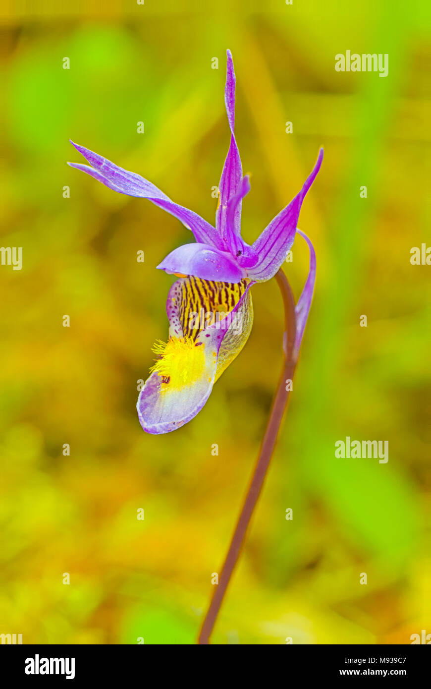 Calypso Orchidee Calypso bulbosa, in einem waldreichen Gebiet in Kootenay National Park, British Columbia, Kanada Stockfoto