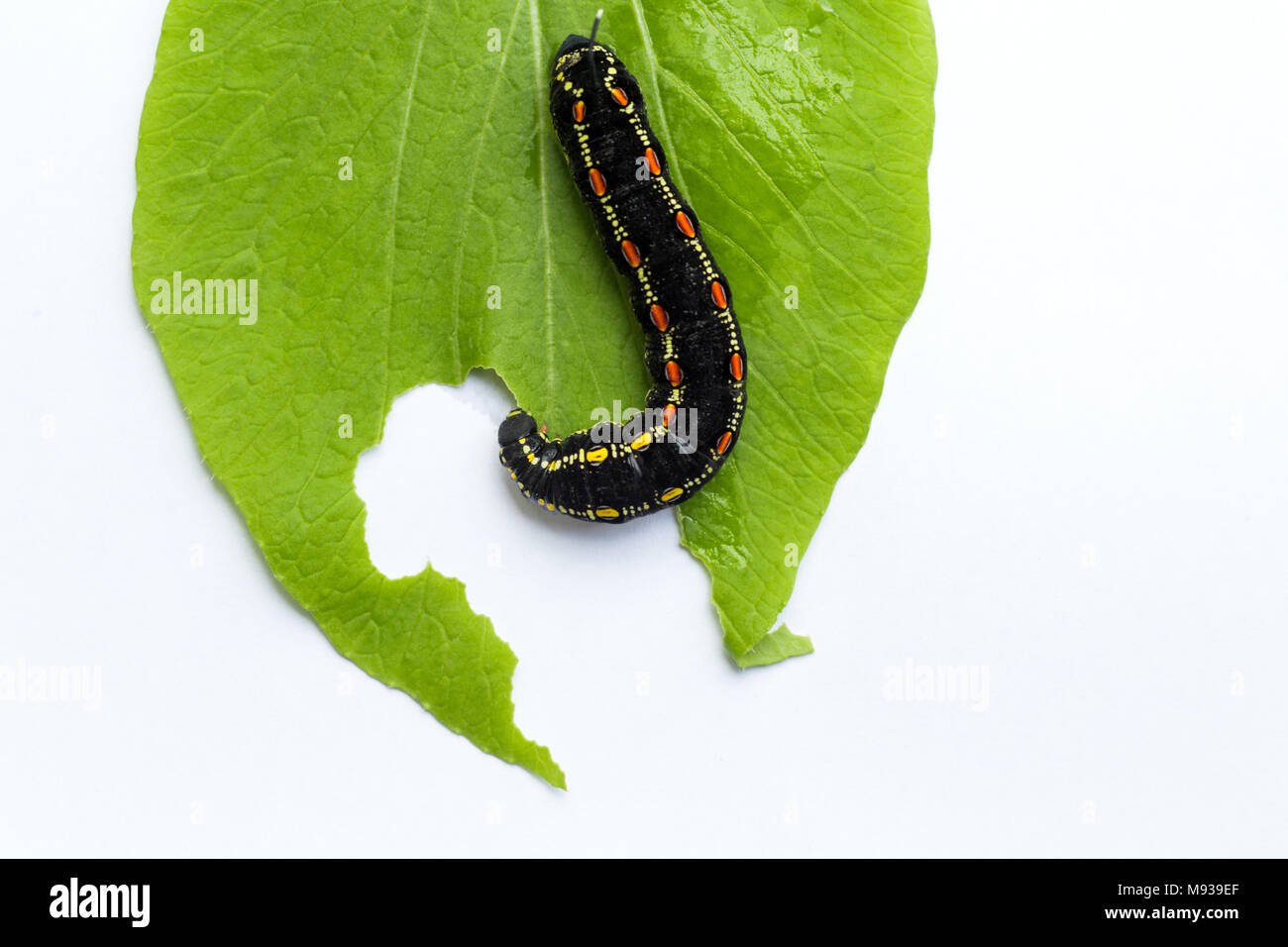 Theretra oldenlandia Caterpillar Stufe für die Impatiens Hawk Moth oder Taro Hornworm mit Hälfte grün Blatt gegessen. Makro von schönen Pflanzenschädlingen und Fehler Stockfoto
