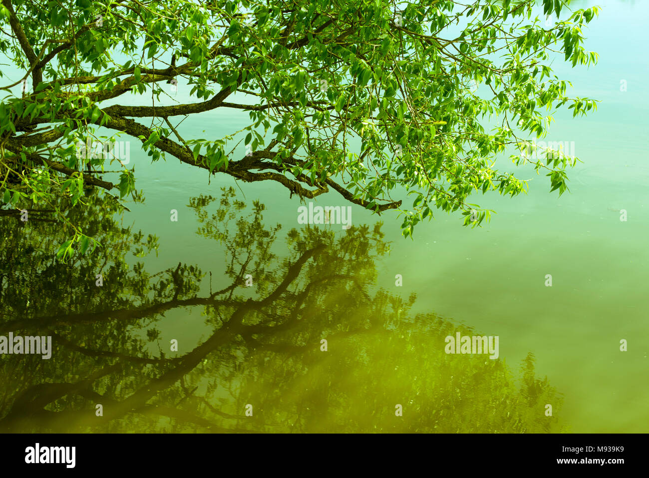 Malerische Zweig von Willow Tree über ruhigen Morgen Wasser Stockfoto