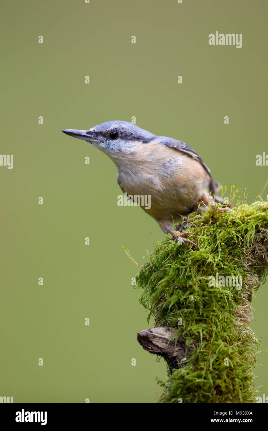 Kleiber thront auf einem Moos bedeckt tree branch Stockfoto