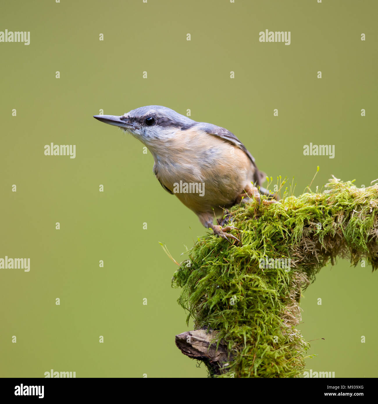 Kleiber thront auf einem Moos bedeckt tree branch Stockfoto