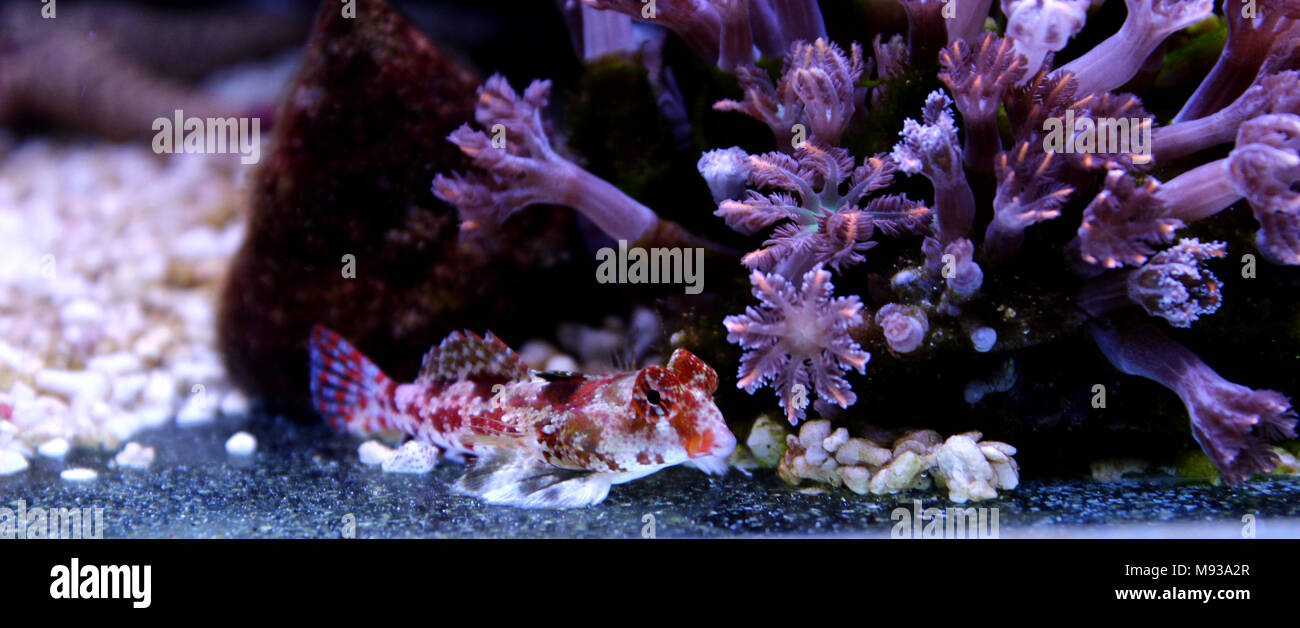 Red Scooter Dragonet (Synchiropus stellatus) Stockfoto