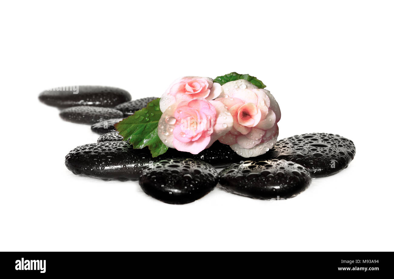 Zen Basaltsteine und rosa Blumen. spa Zusammensetzung Stockfoto