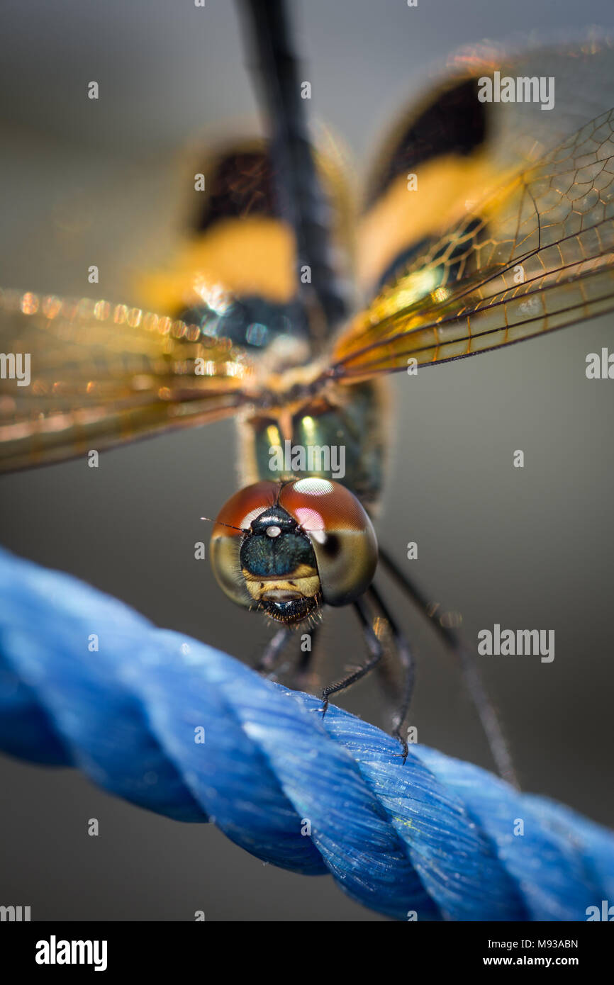 Gelb-gestreift flutterer Dragonfly auch bekannt als Rhyothemis phyllis Libelle. Tiere und Insekten Makro Foto- und extreme Close-up von Dragonfly Gesicht Stockfoto