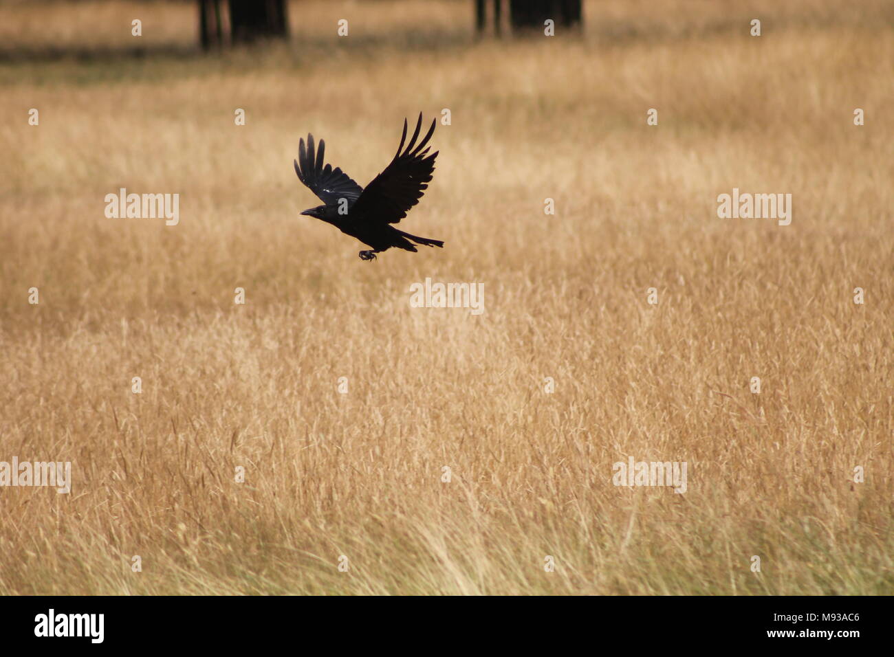 Vogel fliegt Stockfoto