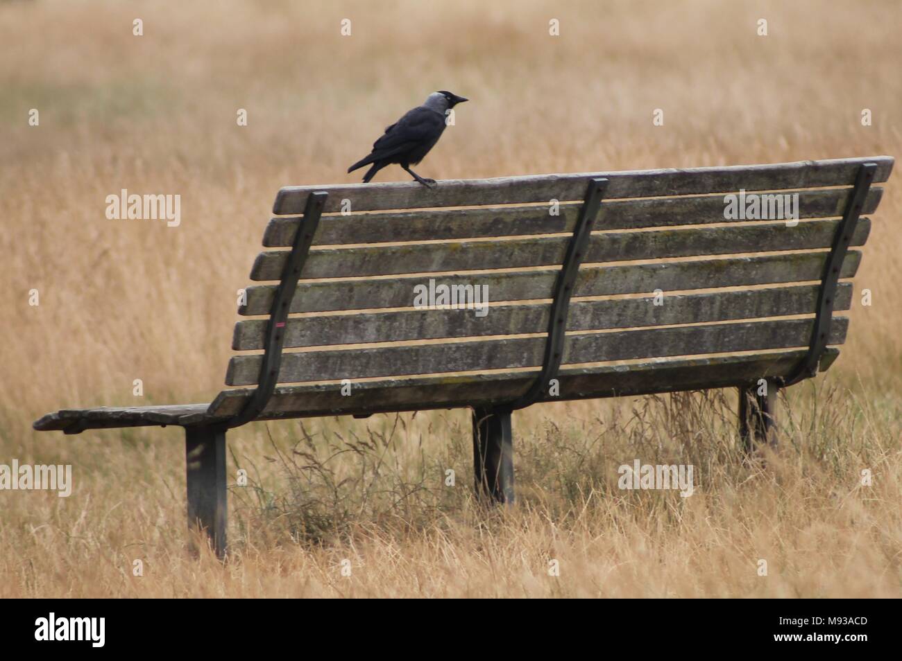 Vogel auf einer Bank Stockfoto