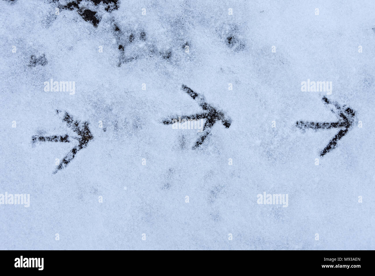 Vogel Fußspuren im Schnee am Daisy Nook Country Park, Failsworth, Manchester, England, Großbritannien Stockfoto