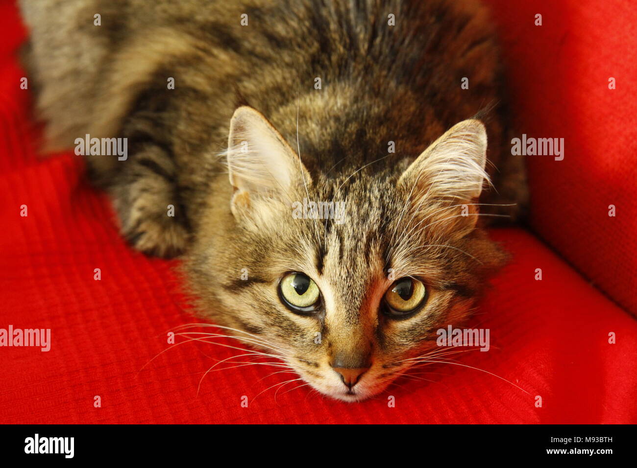 Süße Katze mit Hypnotisierenden Blick liegt auf einer roten Decke. Stockfoto