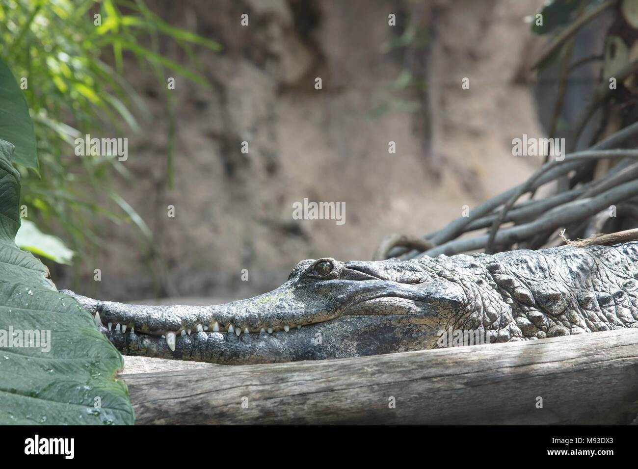 Krokodil Aalen in der Sonne in einem Dschungel Stockfoto