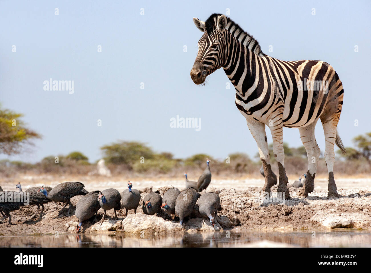 Burchell's Zebra (Equus quagga burchellii) - onkolo Verbergen, Onguma Game Reserve, Namibia, Afrika Stockfoto