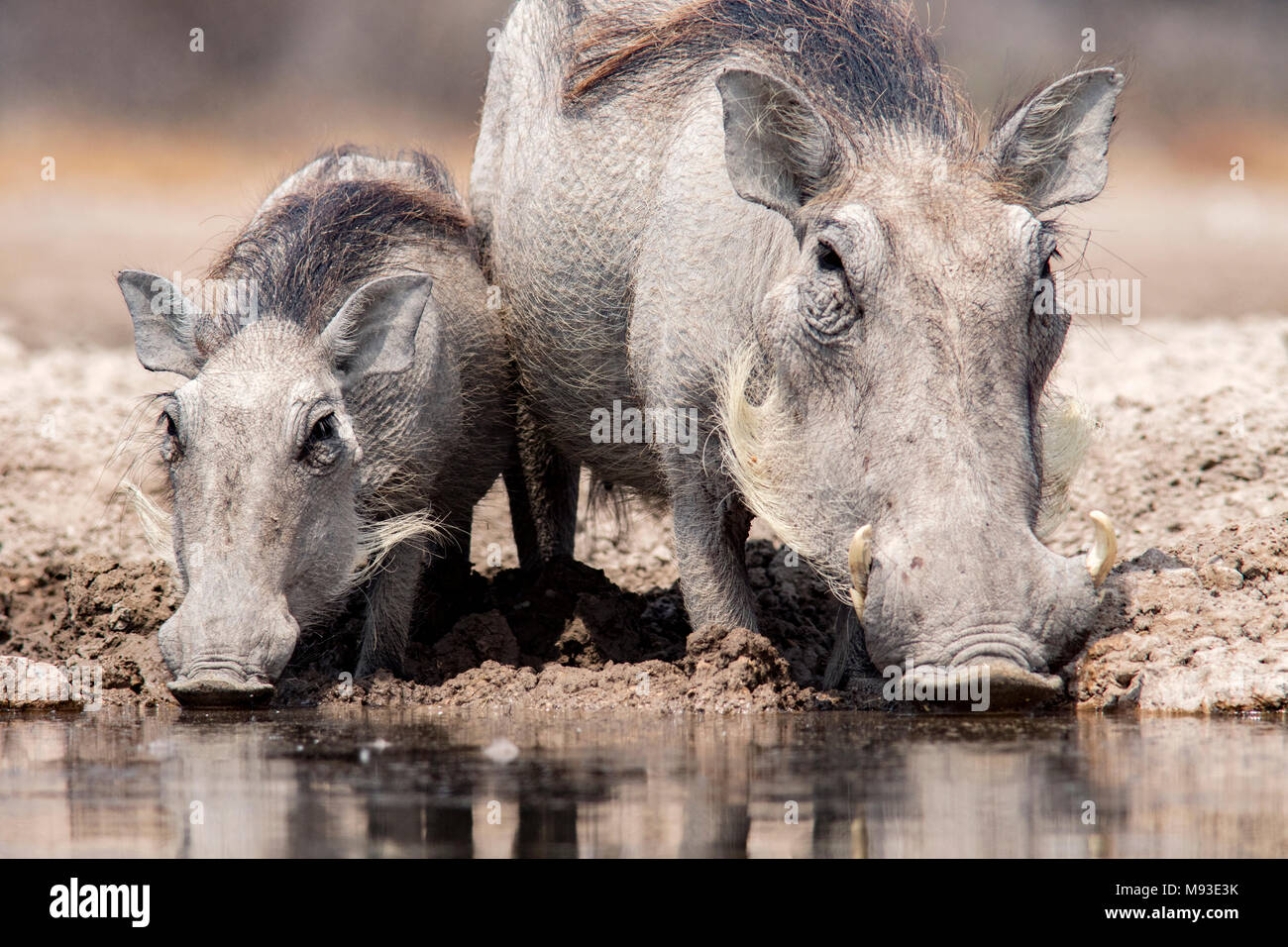 Gemeinsame Warzenschweine (Phacochoerus africanus) trinken an Onkolo verbergen, Onguma Game Reserve, Namibia, Afrika Stockfoto