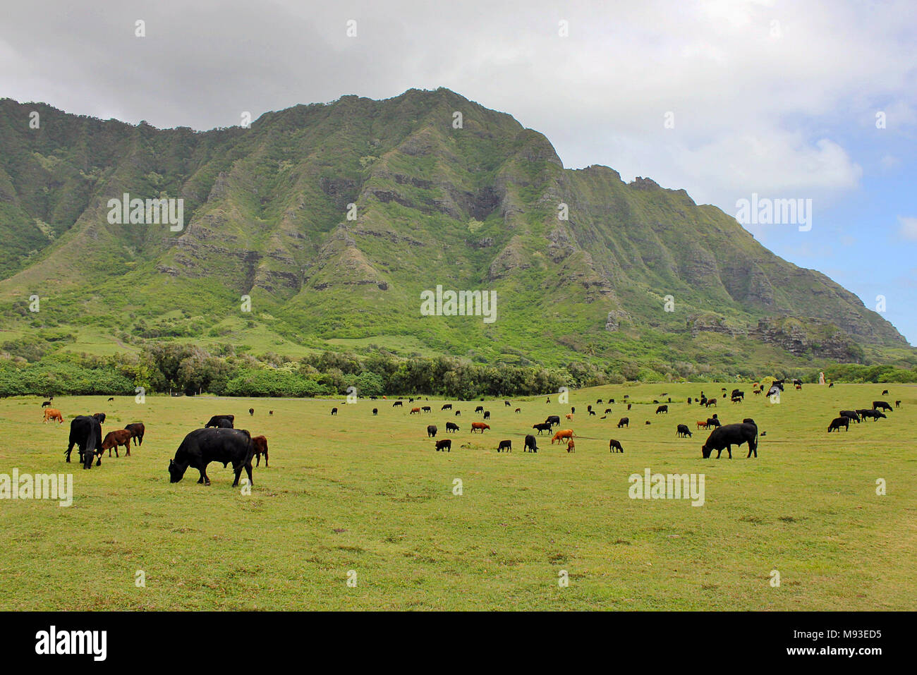 Vieh im Tal Kaaawa auf der Insel Oahu, Hawaii, Honolulu. Stockfoto