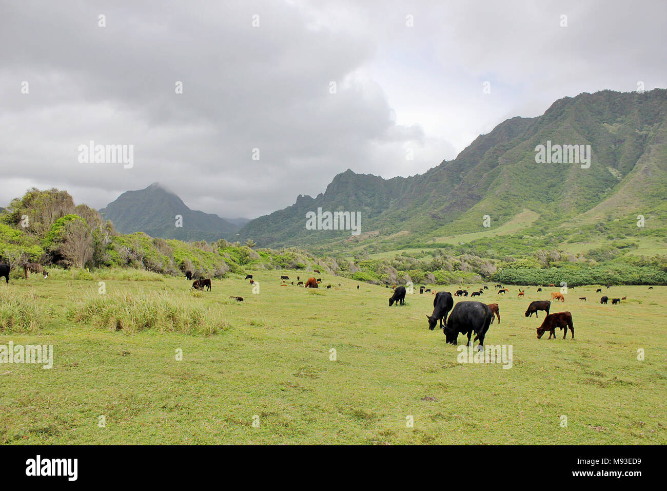 Vieh im Tal Kaaawa auf der Insel Oahu, Hawaii, Honolulu. Stockfoto