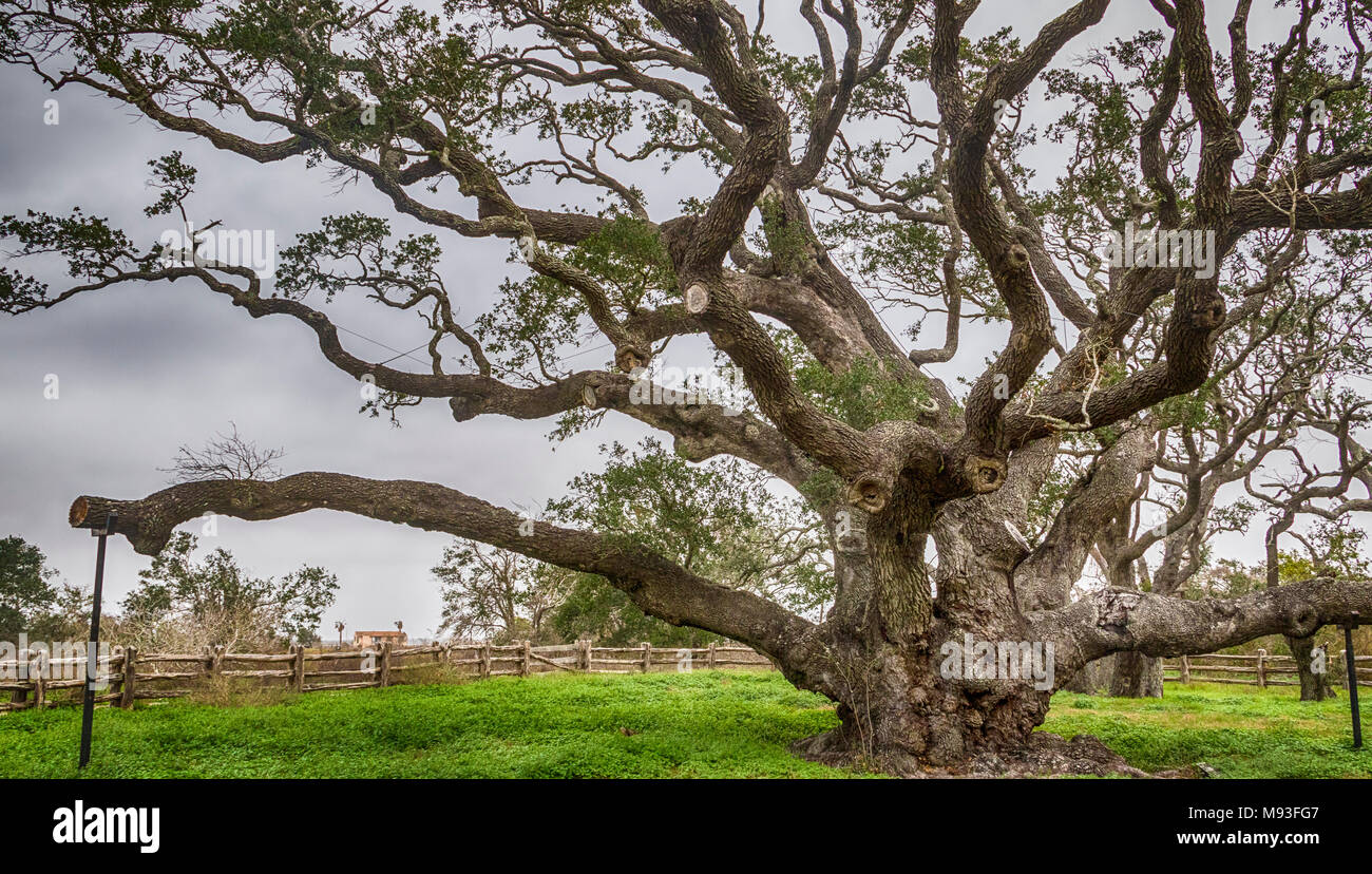 Big Tree Live Oak, mehr als 1000 Jahre alt, in Goose Island State Park in der Nähe von Rockport, Texas. Es wird geschätzt mehr als 40 Hurrikane überlebt zu haben Stockfoto