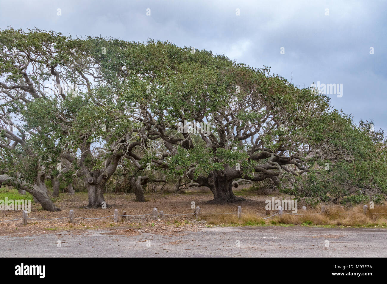 Live Oak Bäume in der Nähe des Big Tree Live Oak, die mehr als 1000 Jahre alt ist, an Goose Island State Park in der Nähe von Rockport, Texas. Alle diese Bäume haben Stockfoto