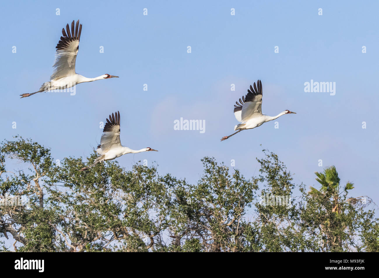 Schreikraniche aus Flug über Aransas National Wildlife Refuge Stockfoto