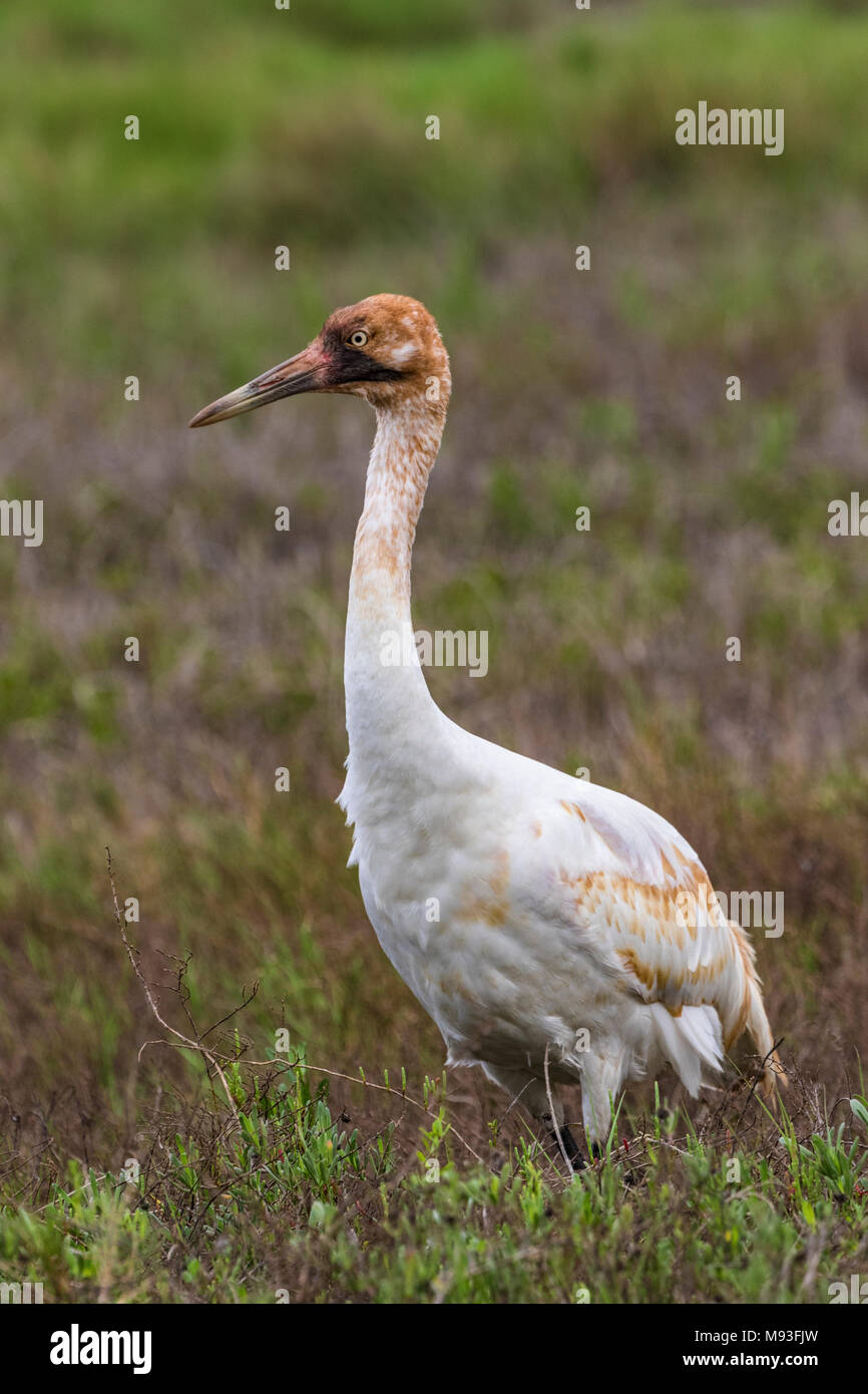 Juvenile Whooping Crane im Aransas National Wildlife Refuge im Winter Stockfoto