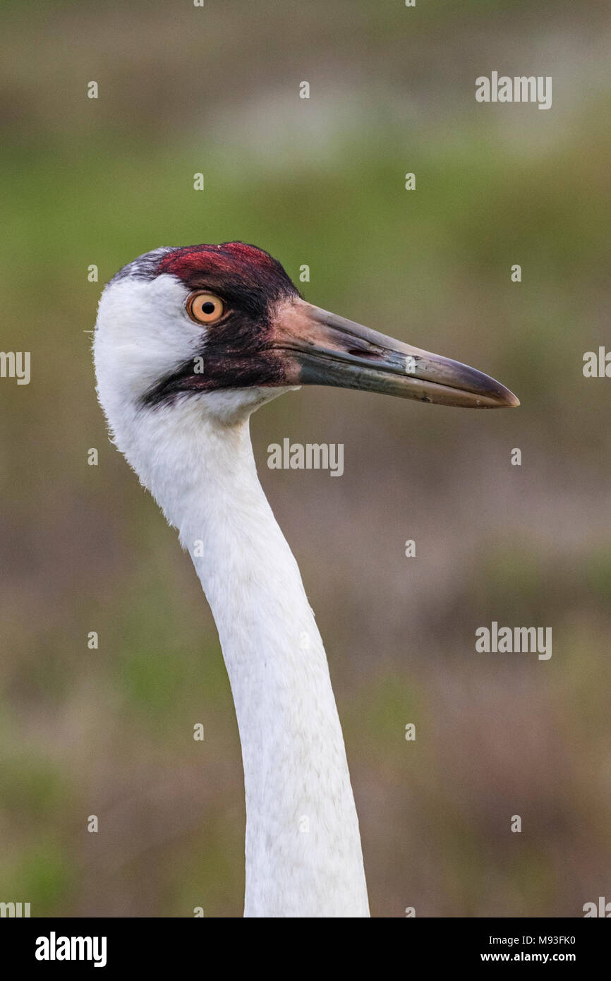Amerikanischer schreikranich Fotos und Bildmaterial in hoher