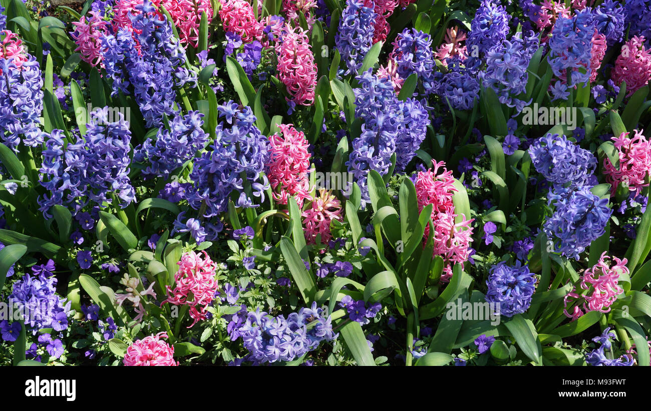 Lila und Rosa Hyazinthe im Frühling blühen. Stockfoto