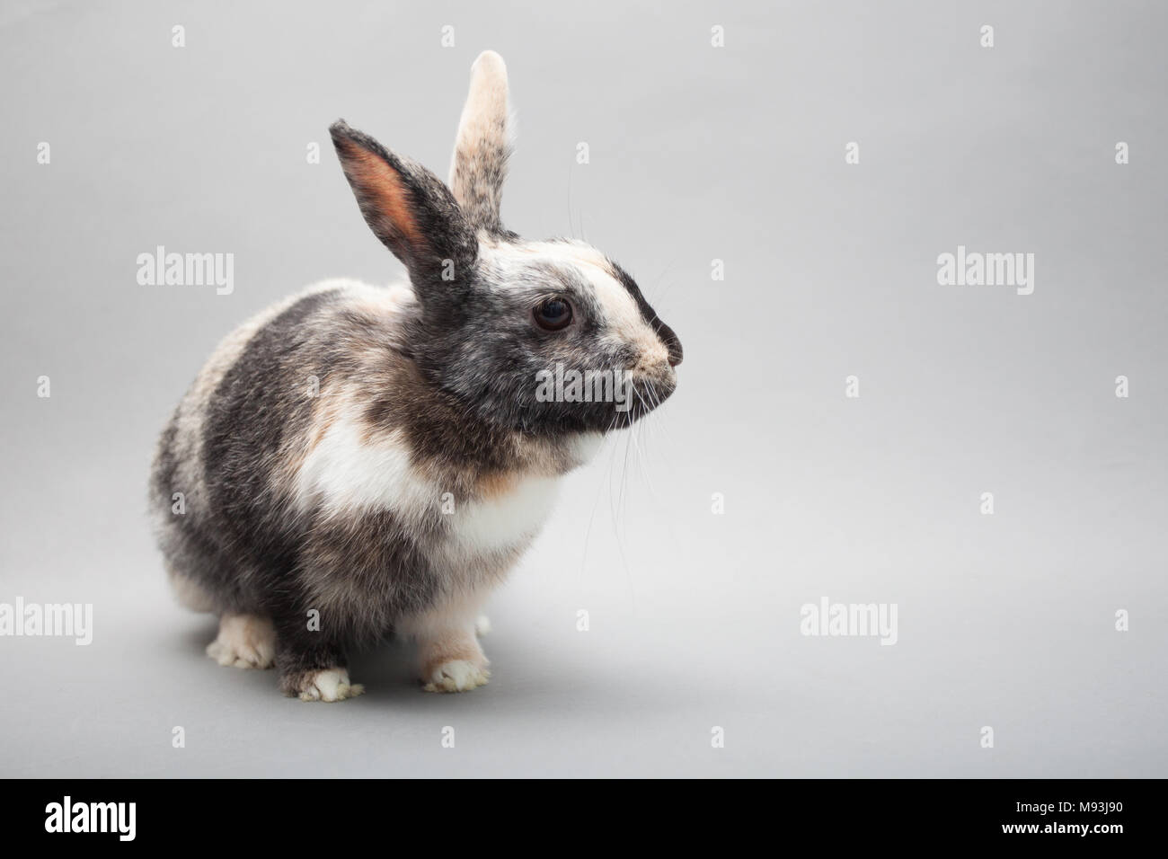 Adorable Ostern kleine Hase Kaninchen suspisiously in die Kamera schaut Stockfoto