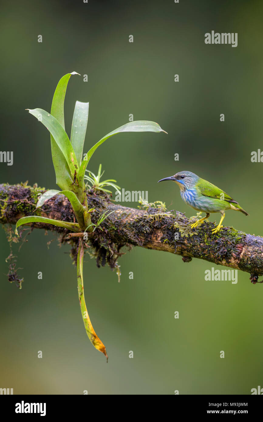 Shining - Honeycreeper Cyanerpes lucidus, schöne kleine blaue honeycreeper aus Costa Rica. Stockfoto