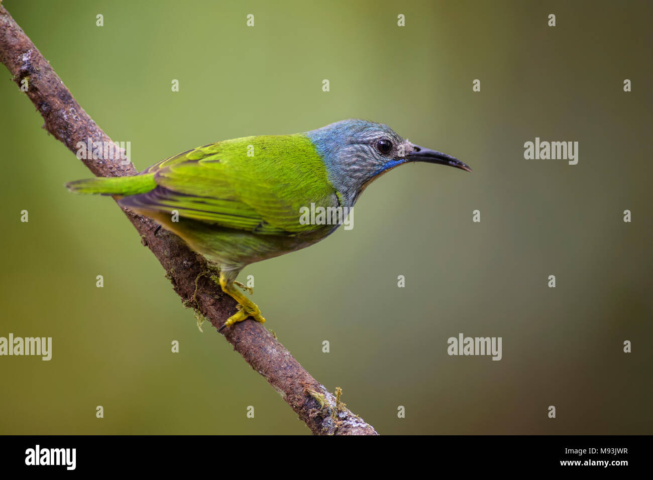Shining - Honeycreeper Cyanerpes lucidus, schöne kleine blaue honeycreeper aus Costa Rica. Stockfoto