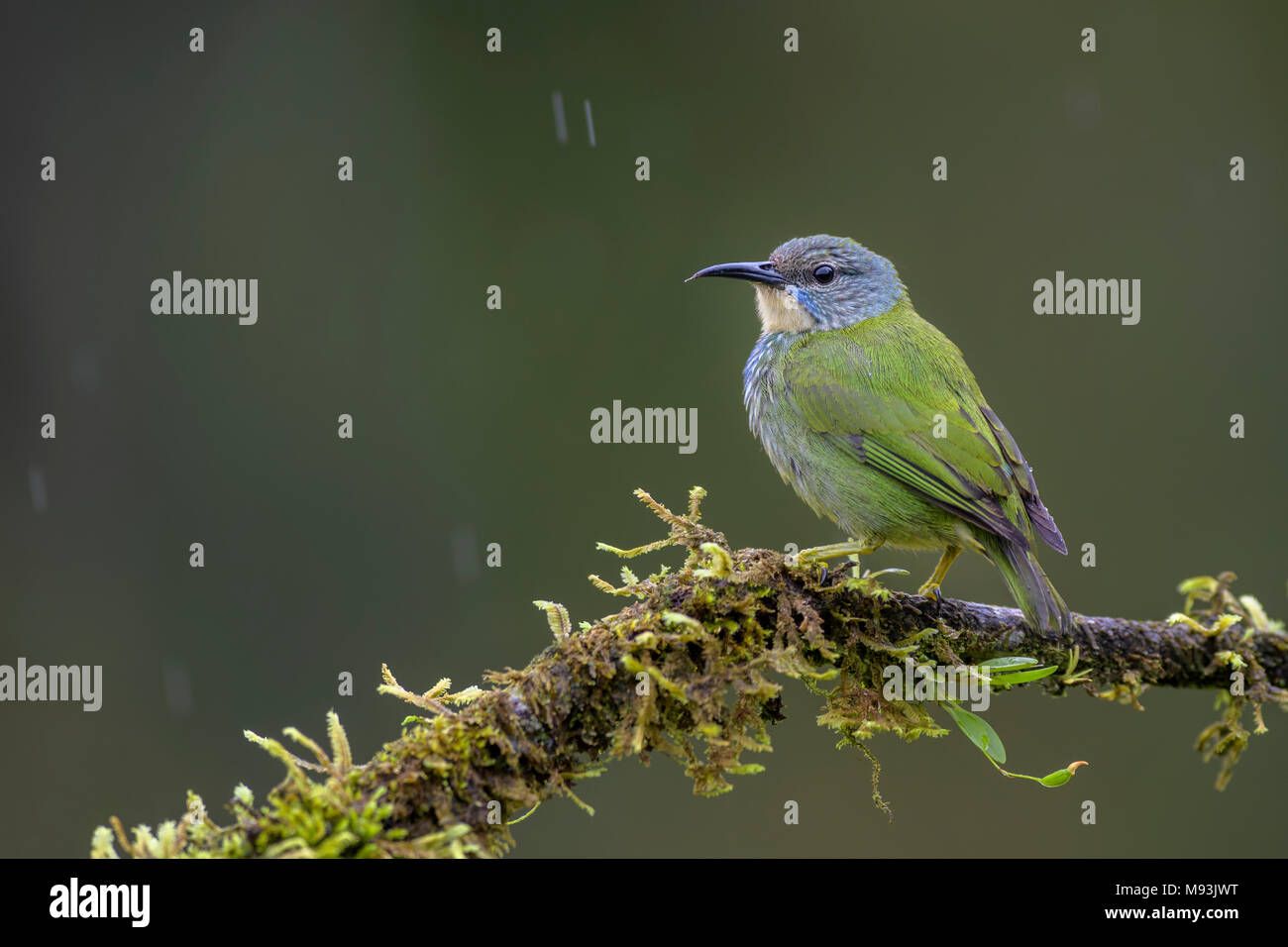 Shining - Honeycreeper Cyanerpes lucidus, schöne kleine blaue honeycreeper aus Costa Rica. Stockfoto